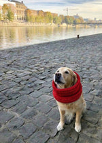 Rex Snood Kit pour animaux – Version Yummy