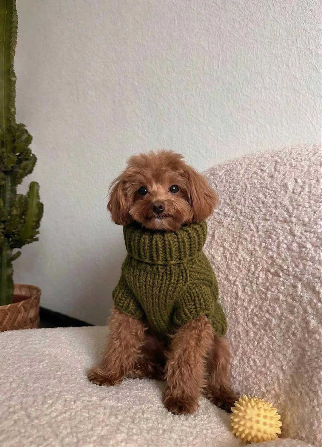 Scooby Sweater Kit pour animaux – Version Yummy